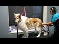 rough collie groom with trimming and deshed treatment undercoat removal dog grooming