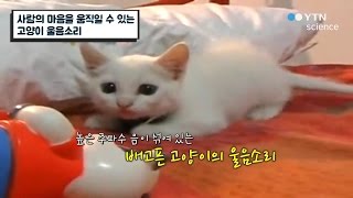 사람의 마음을 움직일 수 있는 고양이 울음소리 / YTN 사이언스