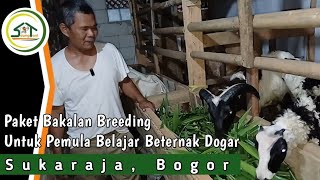 PAKET BAKALAN BREEDING DOGAR KE SUKARAJA BOGOR