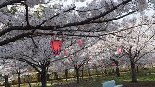 桜満開4（公渕森林公園、栗林公園、玉藻公園、亀鶴公園）   HD 1080p