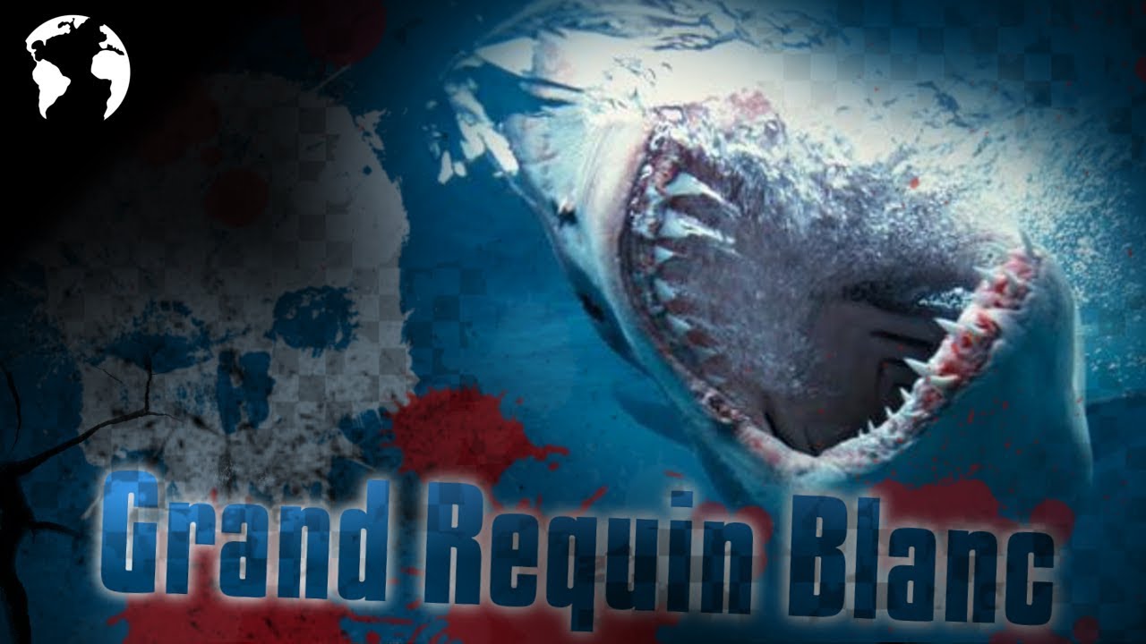 Le Grand Requin Blanc, Notre Plus Grand Prédateur !? - YouTube