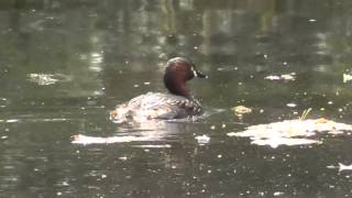 Little grebe (Tachybaptus ruficollis)