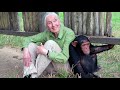 jane goodall living with chimpanzees