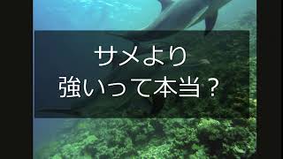 Animalbook CM dolphin