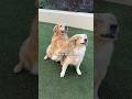 the evolution of dog hugs