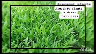 Dwarf Arecanut Plant | Available on IndiaMART