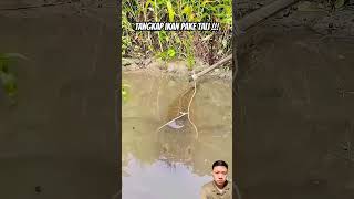 Tangkap ikan pake tali #fishing #fish #animals #crocodile #bassfishing #134 #shortvideo