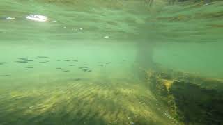 Under Petone Wharf