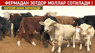 ФЕРМАДАН ЗОТДОР МОЛЛАР СОТИЛАДИ ТАРОЗИГАХАМ БЕРИЛАДИ !!! ХОРАЗМ БОЗОР