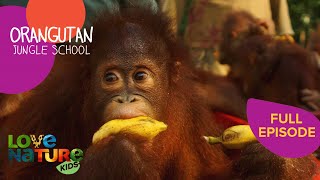 Snow Queen Alba Back in Isolation | Orangutan Jungle School 105+106