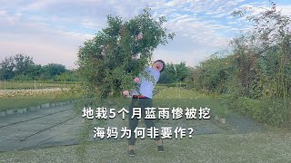 地栽5個月藍色陰雨慘被挖，海媽為何非要作