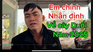 Bố của Ngọc Yến nhận định thị trường cây Duối năm 2025 và chia sẻ kinh nghiệm trong nghề cây cảnh