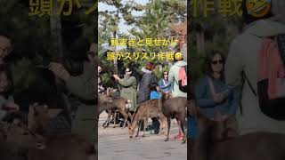 奈良公園の鹿。頭スリスリ作戦でせんべいをねだる🤣　#shorts   #奈良の鹿  #奈良公園　#deer   #奈良