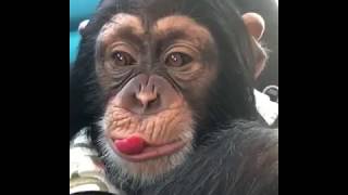 This chimp loves his raspberries