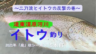 【2021年秋　道東湿原河川】イトウ釣り　宮本武蔵か俺かの二刀流で今季5本目の巻