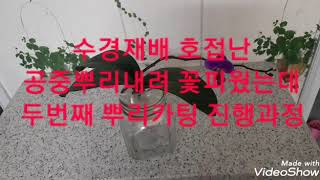 호접난 수경재배 공중뿌리 두번째 커팅