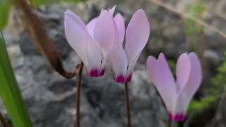 רקפת מצויה צומחת בסלע بخور مريم فارسي Cyclamen persicum