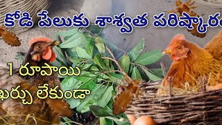 కోడి పేలుకు శాశ్వత పరిష్కారం 🐓 || how to solve hen lice problem