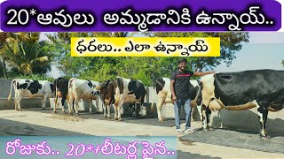 #dairyfarm.. 20*cow's available for sales!7036308419..ibrahimpatnam.. Mall..!!#cow's #chintamani