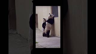 #熊猫 #panda 有时候真的怀疑皮套下面是个人 😅😅