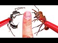 STUNG and BIT! Bullet Ant vs Soldier Ant