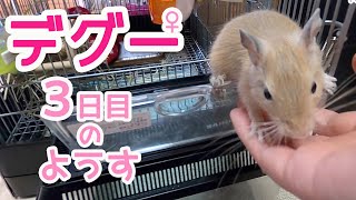 デグー お迎え3日目 degu ｜ゆるVlog003