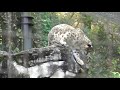 ユキヒョウ少年フク　not unexpected ！踏んだりけったりニャ2021.11月 snow leopard cub