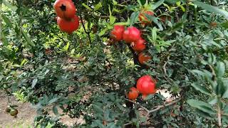Dalimb sheti( डालिम्ब शेती ) Dalimb sheti( डालिम्ब शेती )