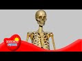 Human Musculoskeletal System - More Science on the Learning Videos Channel