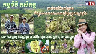 AGRICULTURE/កសិកម្មៈ ការថែទាំ និងប្រមូលផលផ្លែទុរេន នៅចម្ការទុរេនស្រីមុំបែកអន្លូង ឆ្នាំ២០២៤