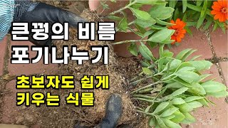 가뭄/ 장마/ 월동/ 가성비짱 큰꿩의 비름 정말 키우기 쉽습니다 /월동은 최고입니다