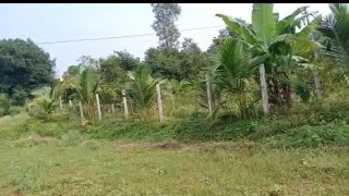 సెంటు 45,000/- మాత్రమే చోడవరం దగ్గరలో | Mango Garden For Sale In Chodavaram #sreerealtors