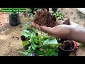 double petunia sale wayanadan touch garden double petal petunia ഡബിൾ പെറ്റ്യൂണിയ