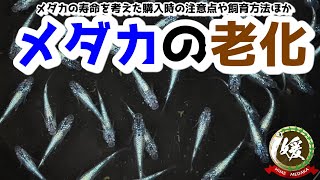 メダカの寿命と老化！月齢で変わるアンモニアや水温への耐性＆購入時の注意点ほか【媛めだか】