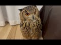 633 フクロウもテレビが観たい owl wants to watch tv too. 【ベンガルワシミミズク】