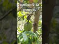 Rudraksha Tree.