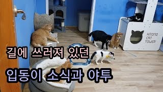 [Eng sub]얼음장 같던 몸이 이젠 따끈해요~(입동과 야투)/The cat's(입동)cold body is now warm