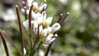 Bittercress (Cardamine hirsuta) flower and seed pods