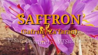 Manfaat Utama Saffron