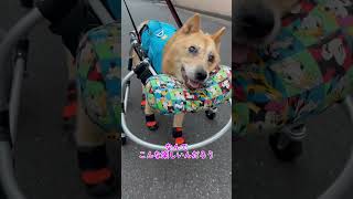 【自分の足で歩ける嬉しさを体で表現するルーさん】#車椅子犬 #寝たきり犬 #老犬介護 #老犬の可愛さ #虹組2年生 #shorts #保護犬 #雑種犬