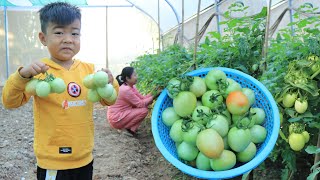 Seyhak and grandmother pick tomatoes for our recipe / Family food cooking