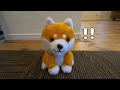 shibainu started a conversation with a stuffed animal.