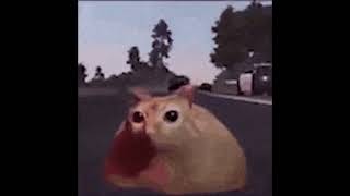 cat gifs if they had sound