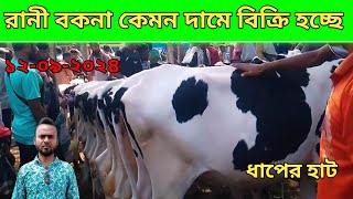 @আজ ১৯ সেপ্টেম্বর ২০২৪ ইং রানী বকনা কেমন দামে বিক্রি হচ্ছে ধাপের হাট| holstein frisian cow market