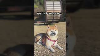 個人的な意見ですが😂👍　#shorts #柴犬