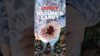 Discover NUTRITIOUS Snacks Growing in Your Own Backyard!