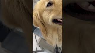 【ゴールデンレトリバー】体重測定 #goldenretriever #ゴールデンレトリバー