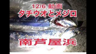 12/6南芦屋浜釣果　メジロとタチウオ　フィッシングマックス芦屋店