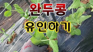 [텃밭농부.987]  완두콩 꼿꼿하게 유인하기 #완두콩재배