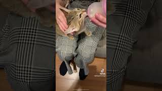 点鼻薬で子猫集合